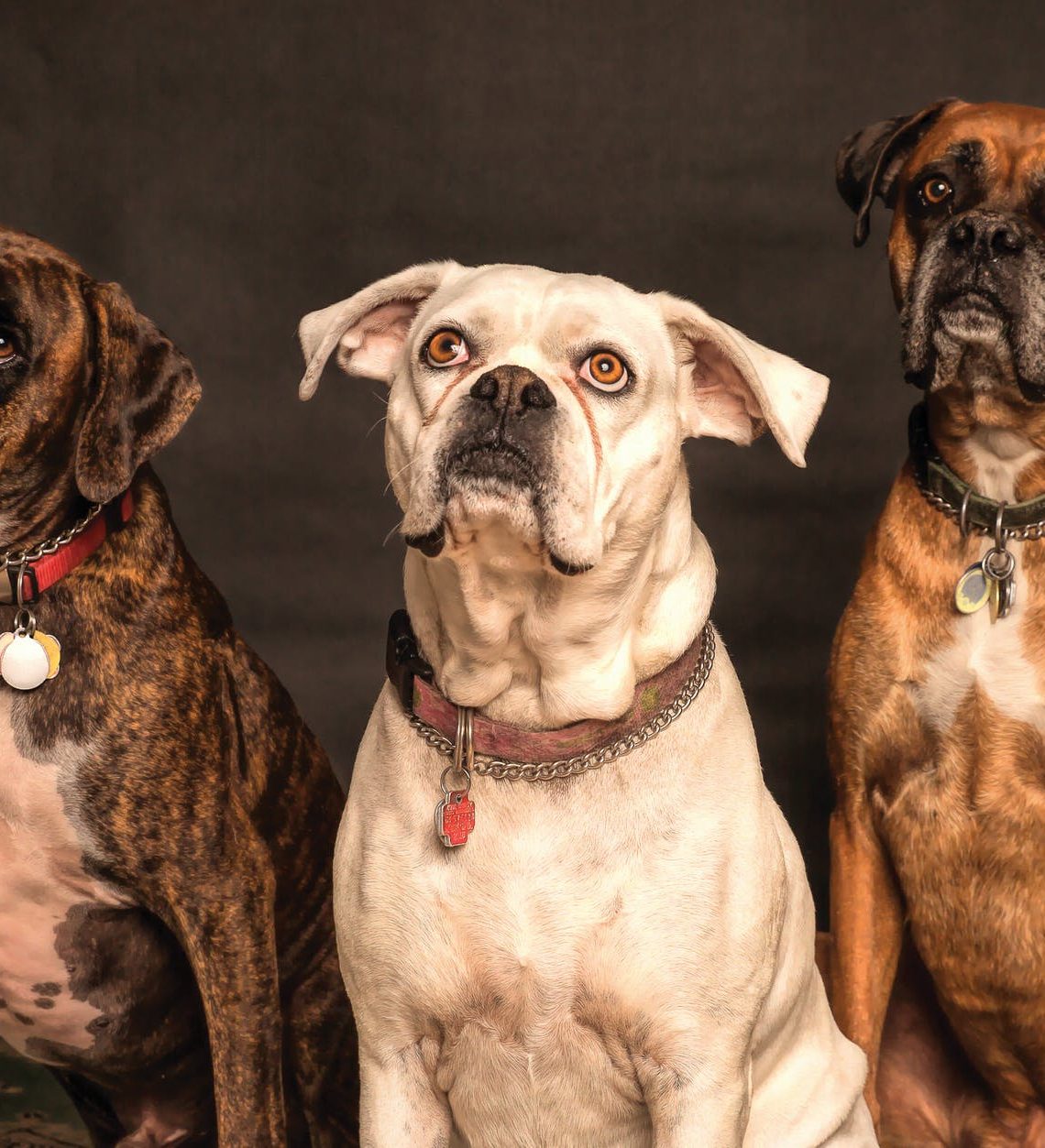 photography of three dogs looking up