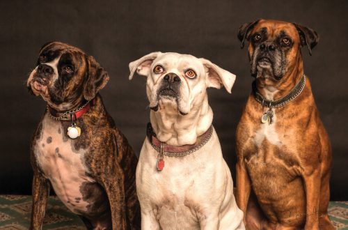 photography of three dogs looking up