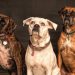 photography of three dogs looking up