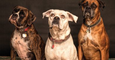 photography of three dogs looking up